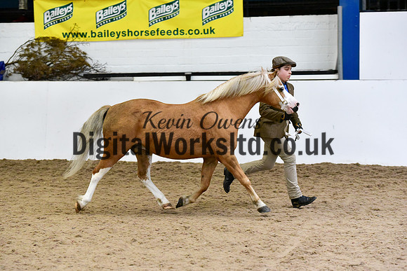 NECWPCA-SUMMER-WELSH-SILVER-MEDAL-SHOW (1 of 54)