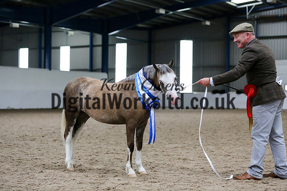 NECWPCA-SUMMER-WELSH-SILVER-MEDAL-SHOW (11 of 159)