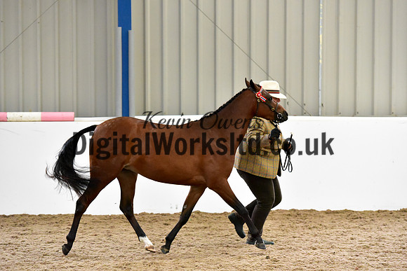 NECWPCA-SUMMER-WELSH-SILVER-MEDAL-SHOW (45 of 61)