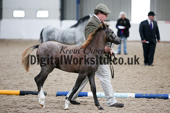 NECWPCA-SUMMER-WELSH-SILVER-MEDAL-SHOW (15 of 427)