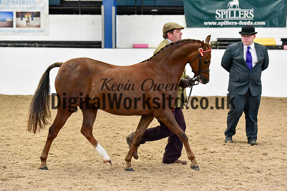 NECWPCA-SUMMER-WELSH-SILVER-MEDAL-SHOW (17 of 61)
