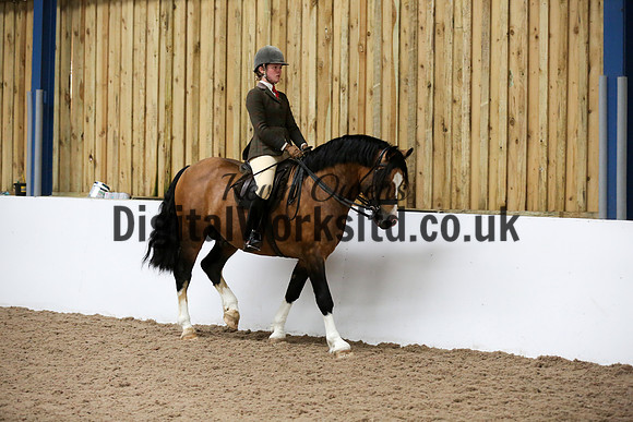 NECWPCA-SUMMER-WELSH-SILVER-MEDAL-SHOW (224 of 315)