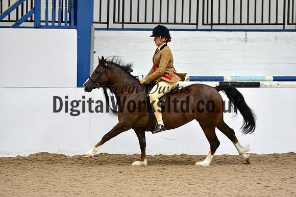 NECWPCA-SUMMER-WELSH-SILVER-MEDAL-SHOW (196 of 325)