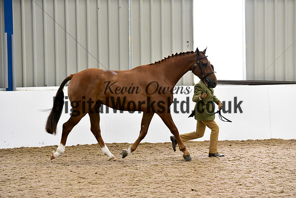 NECWPCA-SUMMER-WELSH-SILVER-MEDAL-SHOW (3 of 61)