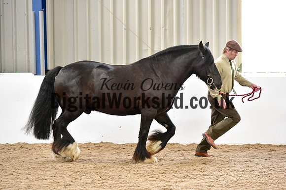 NECWPCA-SUMMER-WELSH-SILVER-MEDAL-SHOW (1 of 82)