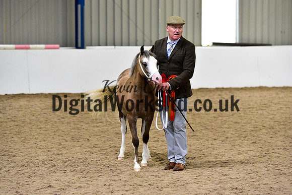 NECWPCA-SUMMER-WELSH-SILVER-MEDAL-SHOW (5 of 75)