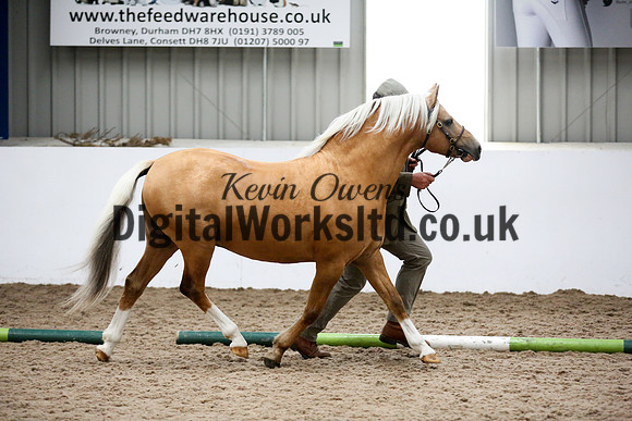 NECWPCA-SUMMER-WELSH-SILVER-MEDAL-SHOW (6 of 134)