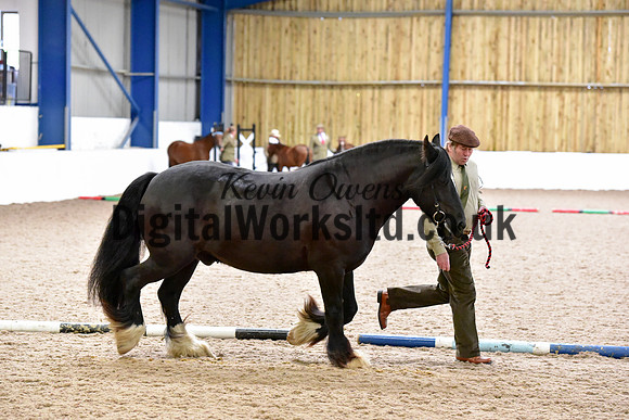 NECWPCA-SUMMER-WELSH-SILVER-MEDAL-SHOW (60 of 61)