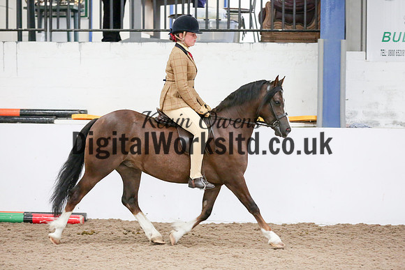 NECWPCA-SUMMER-WELSH-SILVER-MEDAL-SHOW (237 of 315)