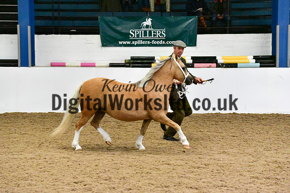 NECWPCA-SUMMER-WELSH-SILVER-MEDAL-SHOW (16 of 412)