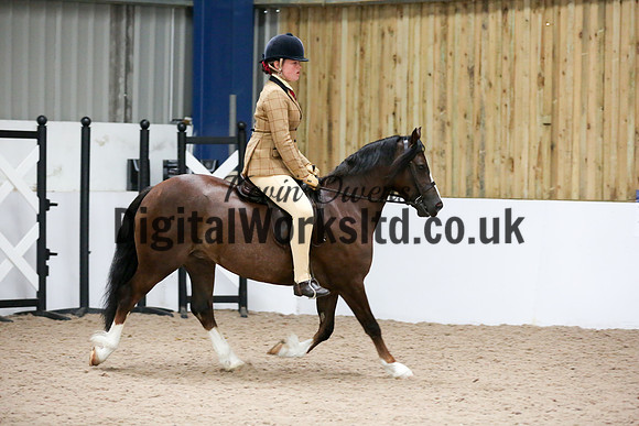 NECWPCA-SUMMER-WELSH-SILVER-MEDAL-SHOW (241 of 315)