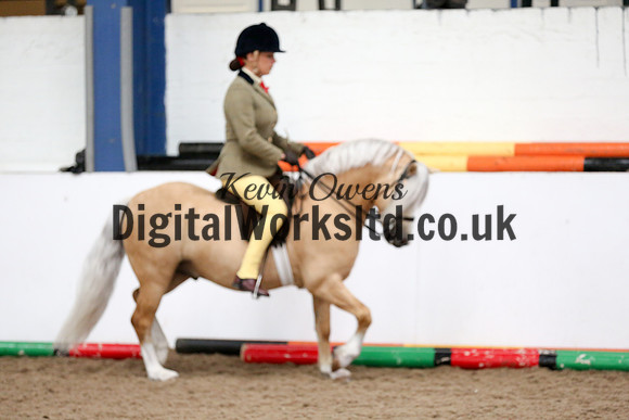NECWPCA-SUMMER-WELSH-SILVER-MEDAL-SHOW (179 of 315)