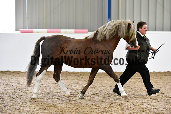 NECWPCA-SUMMER-WELSH-SILVER-MEDAL-SHOW (27 of 61)