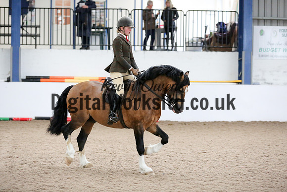 NECWPCA-SUMMER-WELSH-SILVER-MEDAL-SHOW (297 of 315)