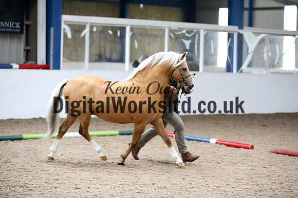 NECWPCA-SUMMER-WELSH-SILVER-MEDAL-SHOW (5 of 305)