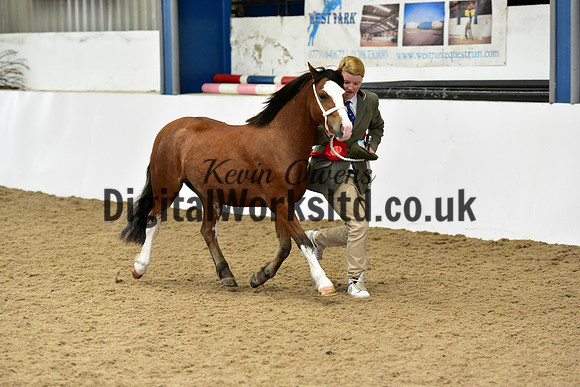 NECWPCA-SUMMER-WELSH-SILVER-MEDAL-SHOW (13 of 46)