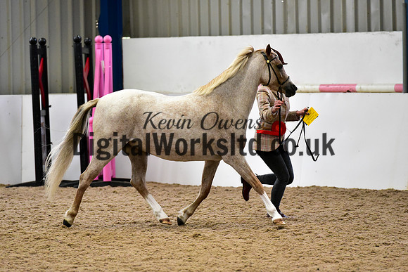 NECWPCA-SUMMER-WELSH-SILVER-MEDAL-SHOW (39 of 61)