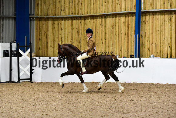 NECWPCA-SUMMER-WELSH-SILVER-MEDAL-SHOW (38 of 92)