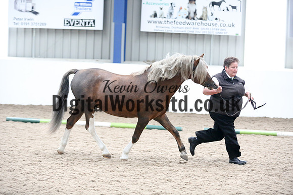 NECWPCA-SUMMER-WELSH-SILVER-MEDAL-SHOW (11 of 305)