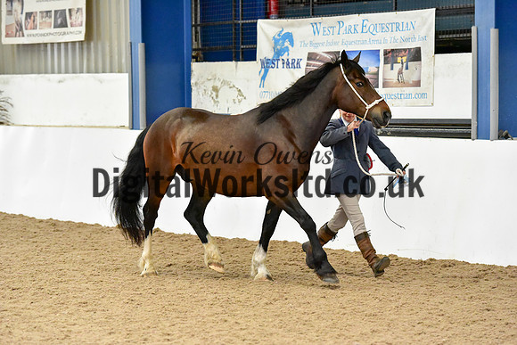 NECWPCA-SUMMER-WELSH-SILVER-MEDAL-SHOW (15 of 46)