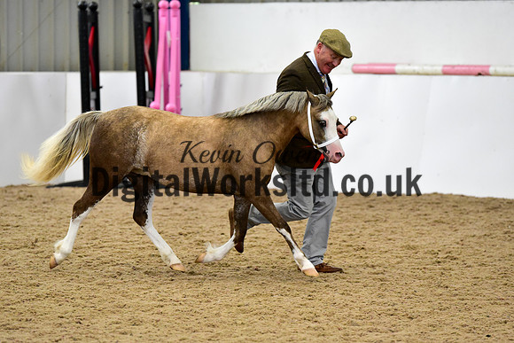 NECWPCA-SUMMER-WELSH-SILVER-MEDAL-SHOW (7 of 75)