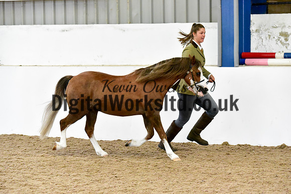 NECWPCA-SUMMER-WELSH-SILVER-MEDAL-SHOW (24 of 61)