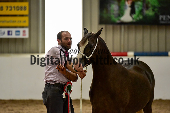 NECWPCA-SUMMER-WELSH-SILVER-MEDAL-SHOW (11 of 13)