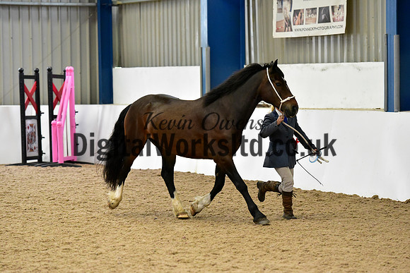 NECWPCA-SUMMER-WELSH-SILVER-MEDAL-SHOW (14 of 46)