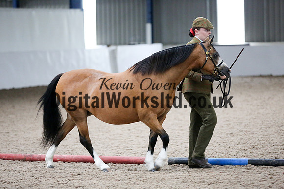 NECWPCA-SUMMER-WELSH-SILVER-MEDAL-SHOW (19 of 427)