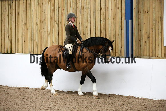 NECWPCA-SUMMER-WELSH-SILVER-MEDAL-SHOW (226 of 315)