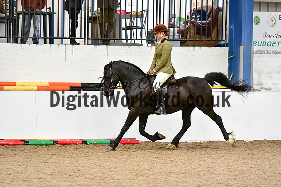 NECWPCA-SUMMER-WELSH-SILVER-MEDAL-SHOW (42 of 92)
