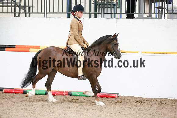 NECWPCA-SUMMER-WELSH-SILVER-MEDAL-SHOW (235 of 315)