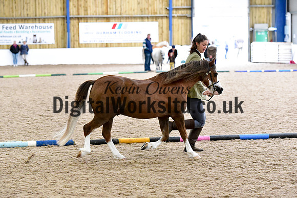 NECWPCA-SUMMER-WELSH-SILVER-MEDAL-SHOW (25 of 61)