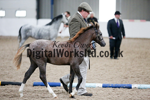 NECWPCA-SUMMER-WELSH-SILVER-MEDAL-SHOW (16 of 427)