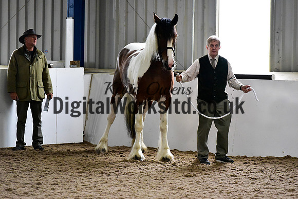 NECWPCA-SUMMER-WELSH-SILVER-MEDAL-SHOW (20 of 150)