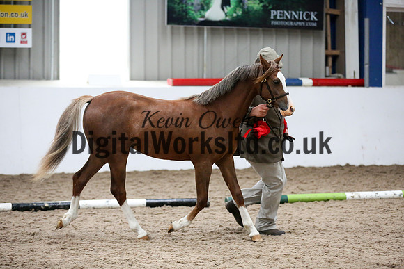 NECWPCA-SUMMER-WELSH-SILVER-MEDAL-SHOW (14 of 134)
