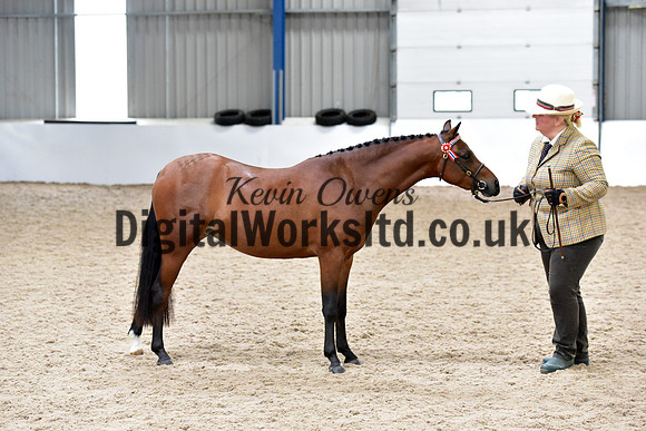 NECWPCA-SUMMER-WELSH-SILVER-MEDAL-SHOW (8 of 61)