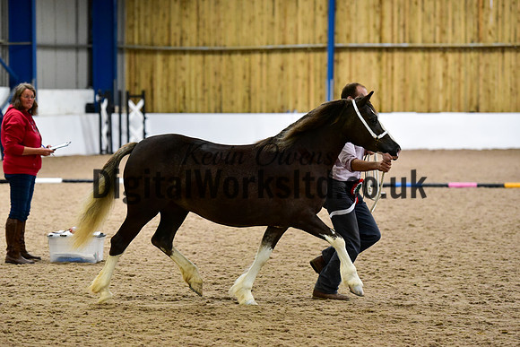 NECWPCA-SUMMER-WELSH-SILVER-MEDAL-SHOW (34 of 46)