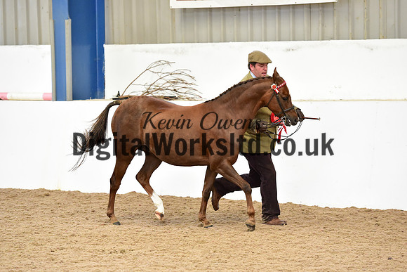 NECWPCA-SUMMER-WELSH-SILVER-MEDAL-SHOW (6 of 104)