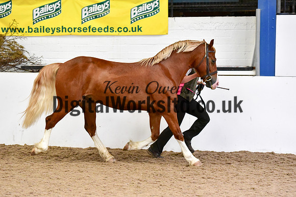 NECWPCA-SUMMER-WELSH-SILVER-MEDAL-SHOW (4 of 54)