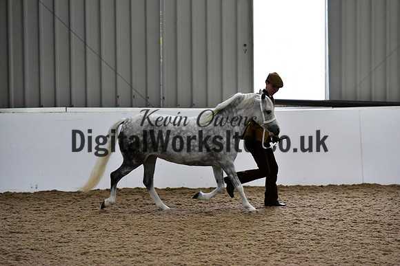NECWPCA-SUMMER-WELSH-SILVER-MEDAL-SHOW (12 of 412)