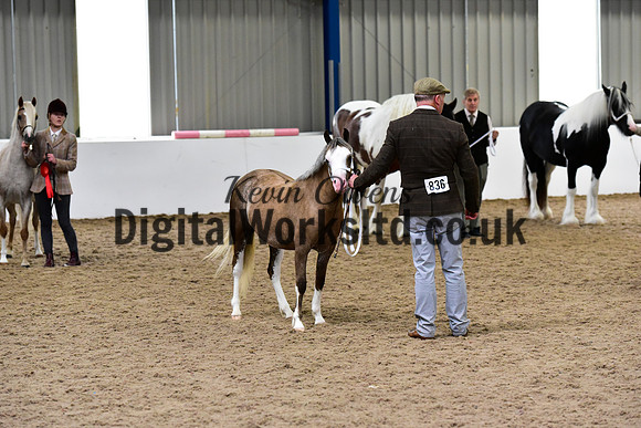 NECWPCA-SUMMER-WELSH-SILVER-MEDAL-SHOW (3 of 75)