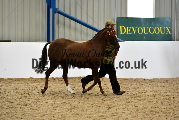 NECWPCA-SUMMER-WELSH-SILVER-MEDAL-SHOW (9 of 75)