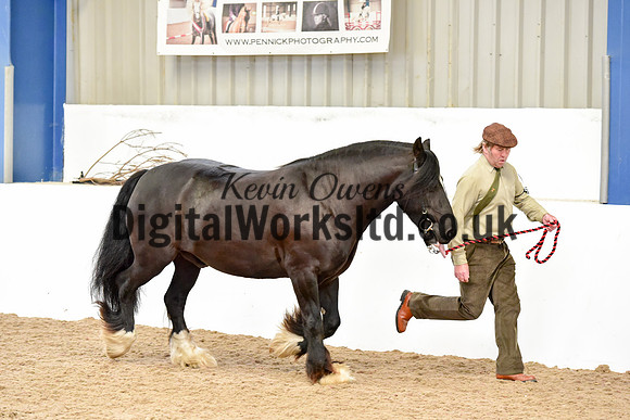 NECWPCA-SUMMER-WELSH-SILVER-MEDAL-SHOW (4 of 82)