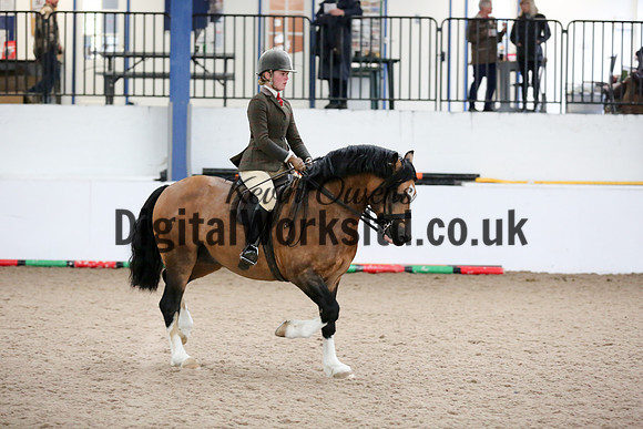 NECWPCA-SUMMER-WELSH-SILVER-MEDAL-SHOW (296 of 315)
