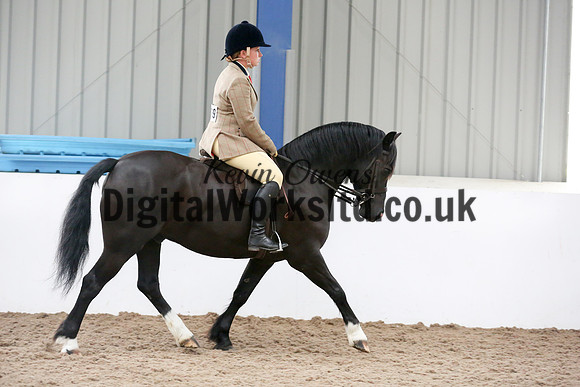 NECWPCA-SUMMER-WELSH-SILVER-MEDAL-SHOW (232 of 315)