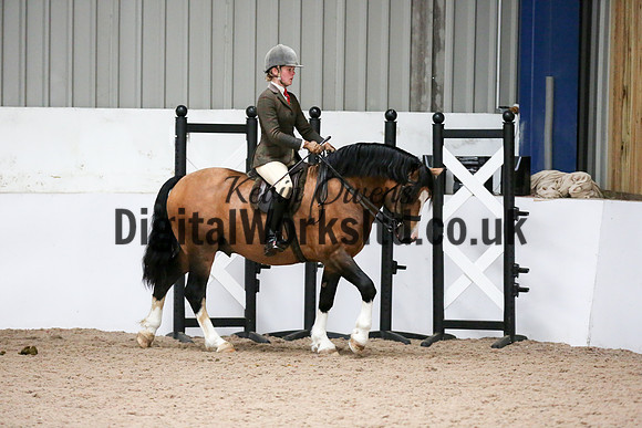NECWPCA-SUMMER-WELSH-SILVER-MEDAL-SHOW (223 of 315)