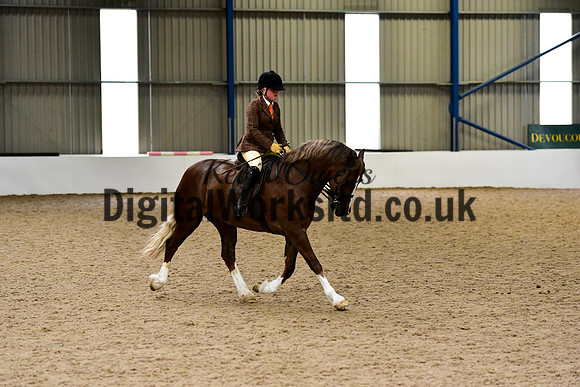 NECWPCA-SUMMER-WELSH-SILVER-MEDAL-SHOW (8 of 92)