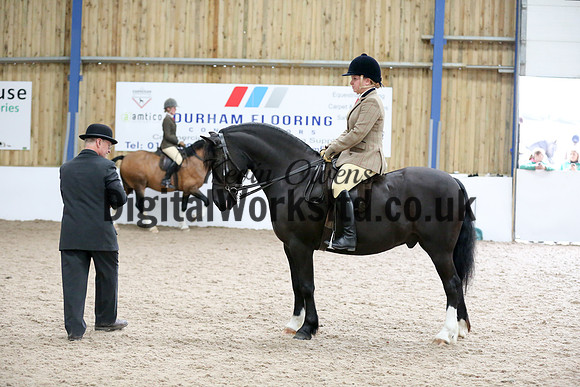 NECWPCA-SUMMER-WELSH-SILVER-MEDAL-SHOW (305 of 315)