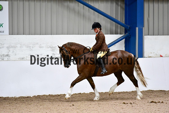NECWPCA-SUMMER-WELSH-SILVER-MEDAL-SHOW (4 of 92)